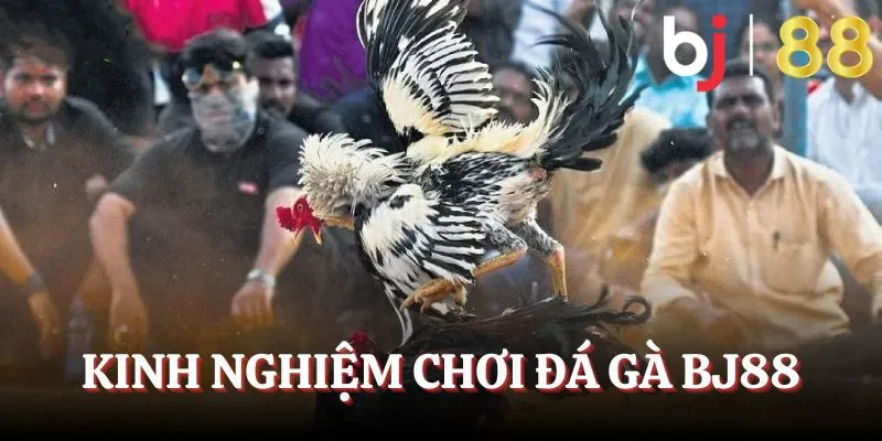 Kinh nghiệm cược đá gà BJ88