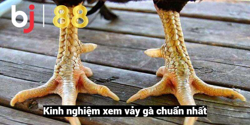 Kinh nghiệm xem vảy gà chuẩn nhất