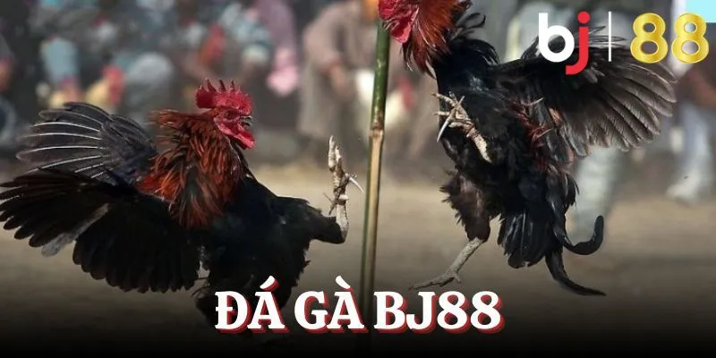 Sảnh cược đá gà BJ88