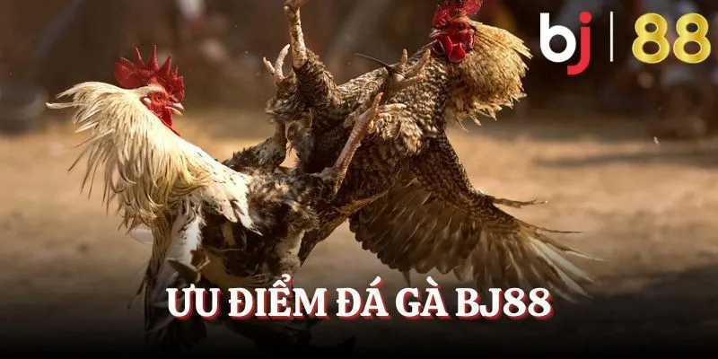 Ưu điểm đá gà BJ88