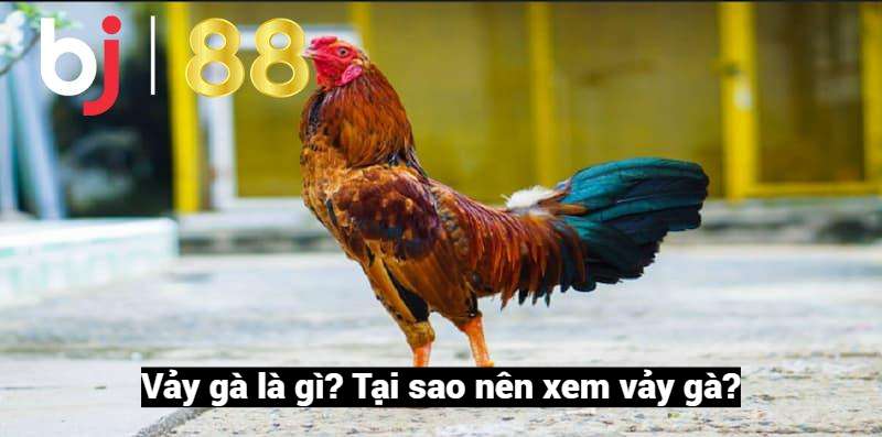 Xem vảy gà là gì